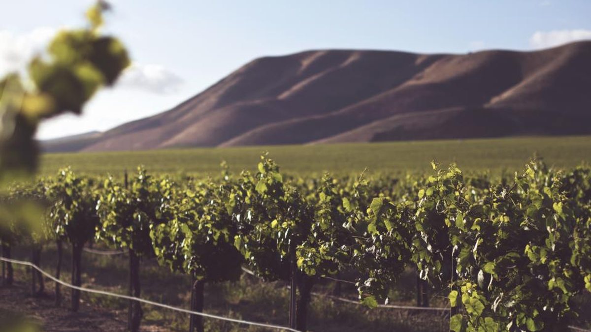Viñedo en producción